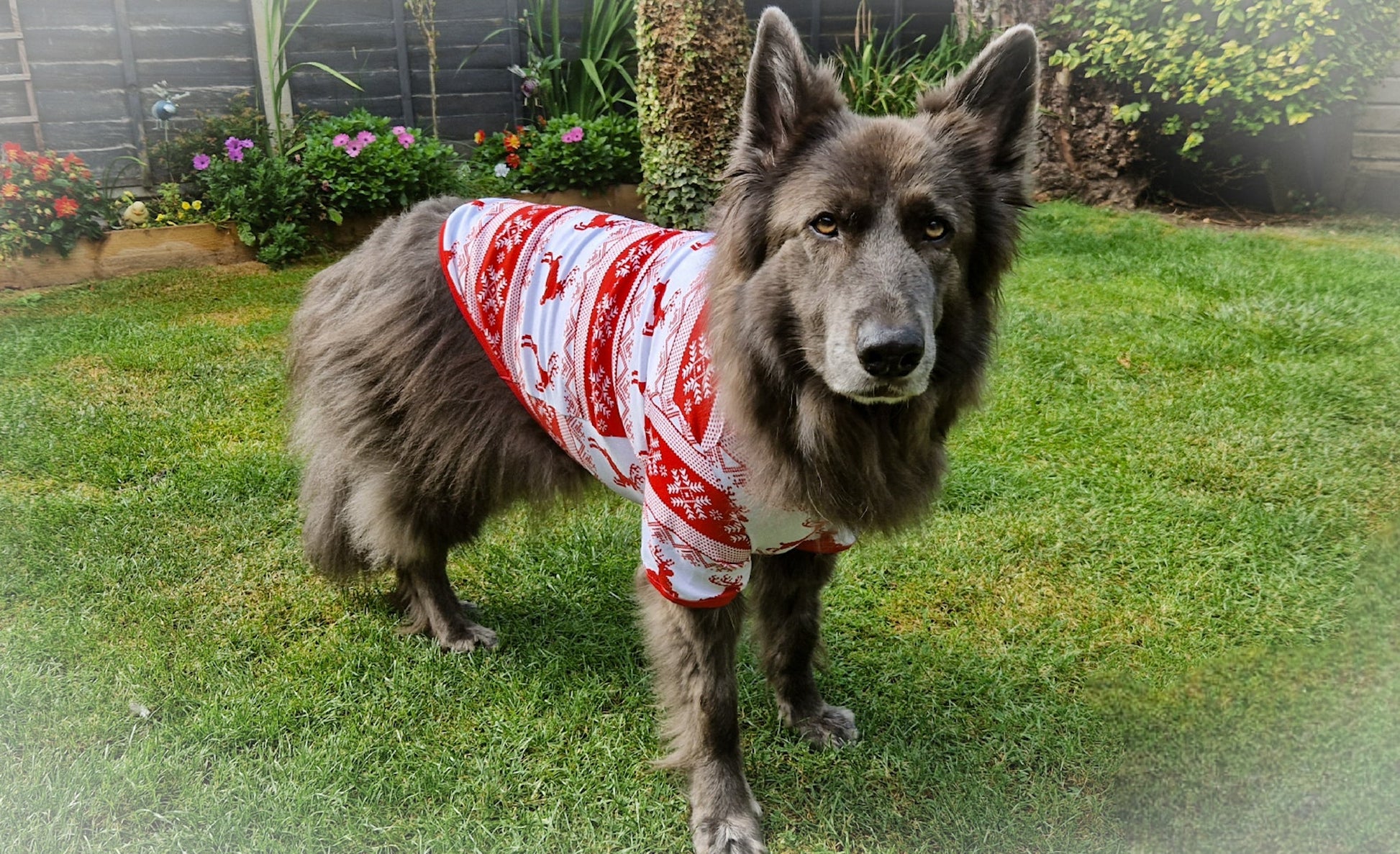 Dog Christmas Pyjamas